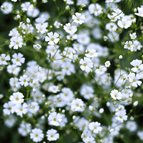 Annual Baby's Breath Covenant Garden seeds package, 500 count, GrowTime Garden Supply