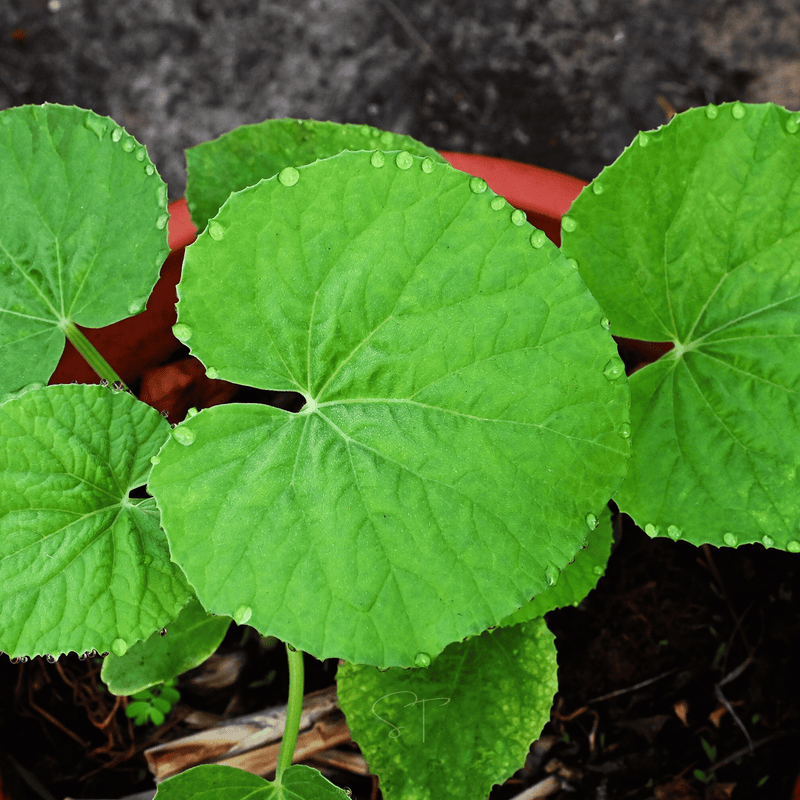 Load image into Gallery viewer, Armenian Yard-Long Cucumber – 30 Seeds
