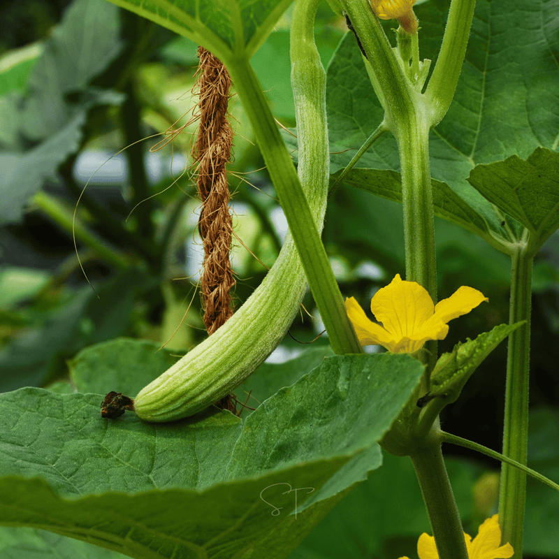 Load image into Gallery viewer, Armenian Yard-Long Cucumber – 30 Seeds
