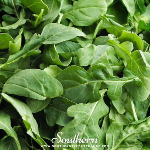 Roquette Arugula seeds package, 200 count, GrowTime Garden Supply