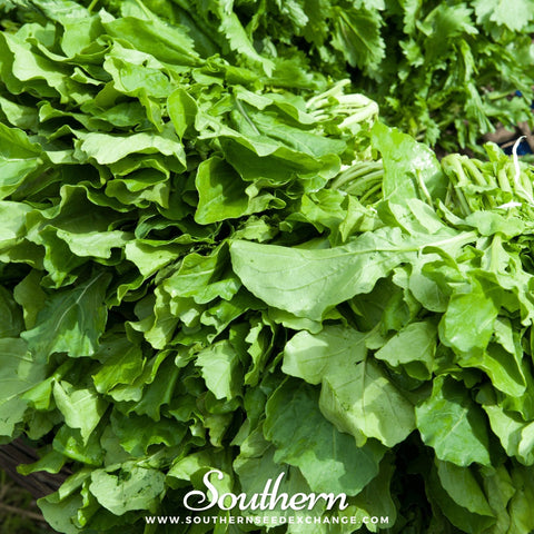 Roquette Arugula – 200 Seeds, additional product view 2