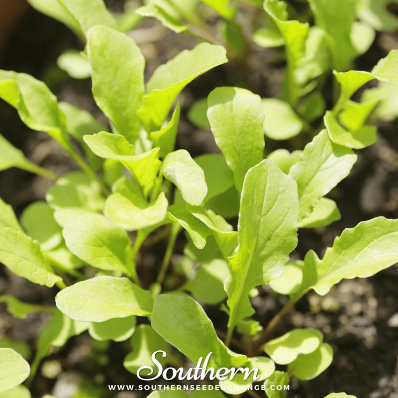 Load image into Gallery viewer, Roquette Arugula – 200 Seeds
