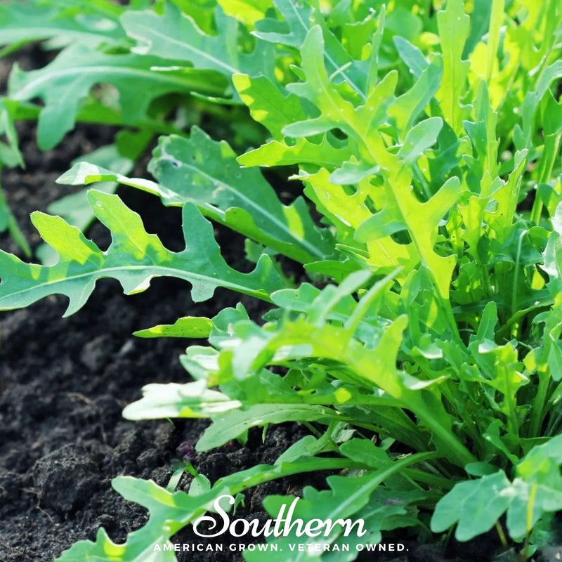 Load image into Gallery viewer, Wild Arugula – 500 Seeds
