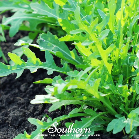Wild Arugula seeds package, 500 count, GrowTime Garden Supply