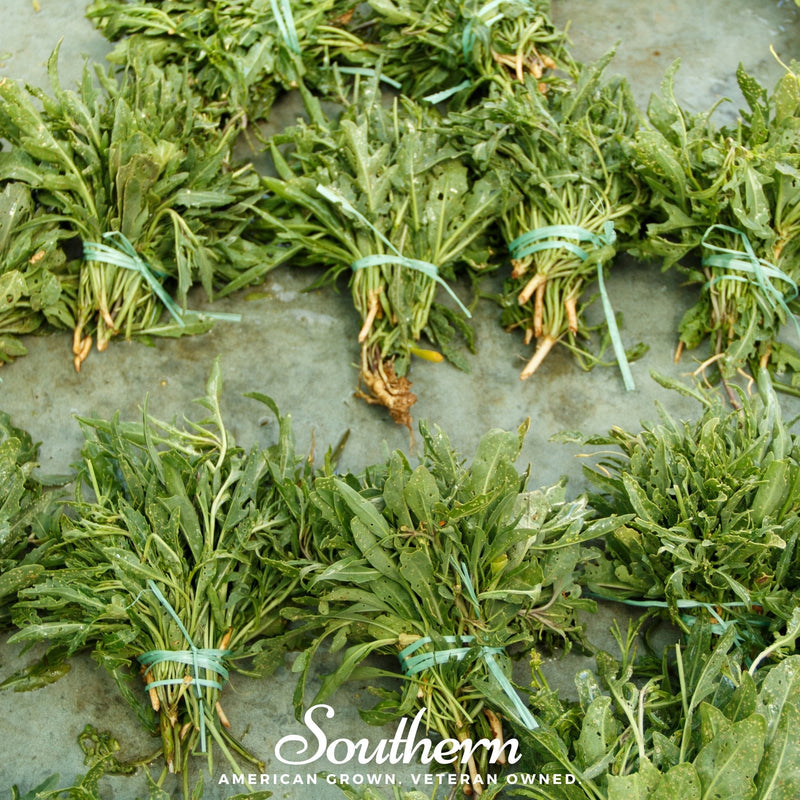 Load image into Gallery viewer, Wild Arugula – 500 Seeds
