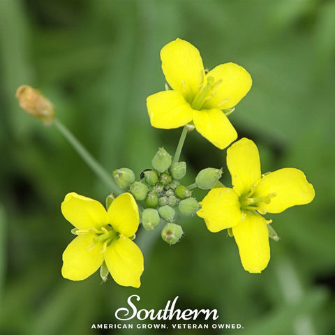 Wild Arugula – 500 Seeds, additional product view 2