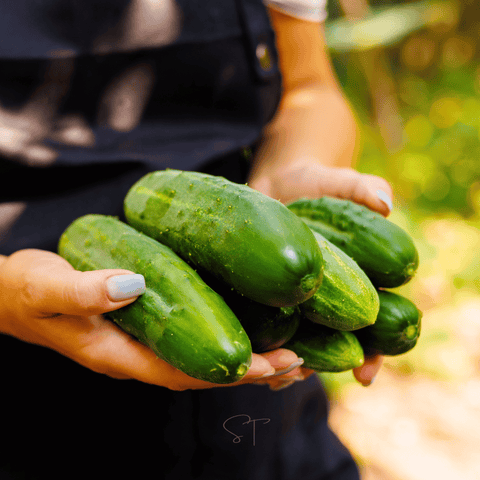 Ashley Cucumber – 30 Seeds, additional product view 2