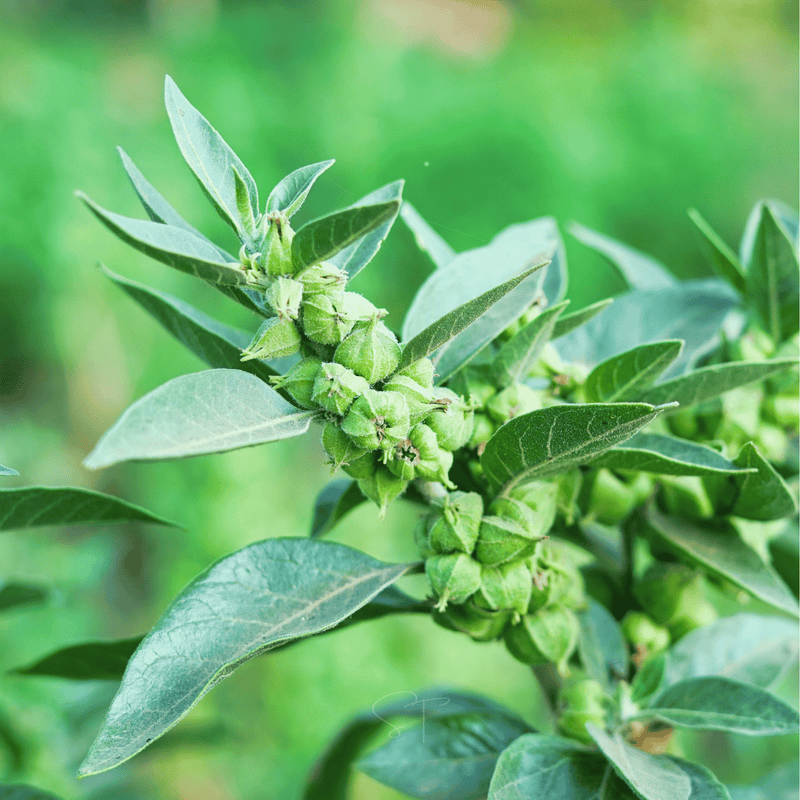Load image into Gallery viewer, Ashwagandha (Indian Ginseng) – 30 Seeds
