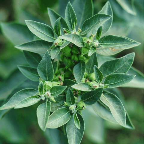 Ashwagandha (Indian Ginseng) – 30 Seeds, additional product view 2