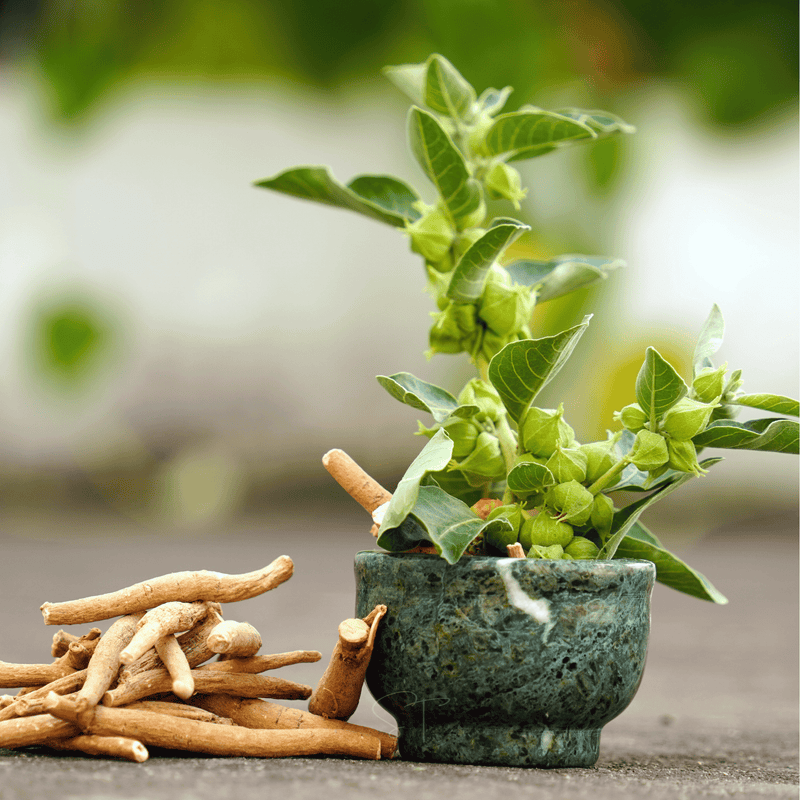 Load image into Gallery viewer, Ashwagandha (Indian Ginseng) – 30 Seeds
