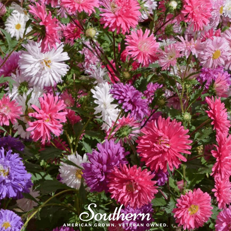 Load image into Gallery viewer, Crego Giant Aster Mix – 50 Seeds
