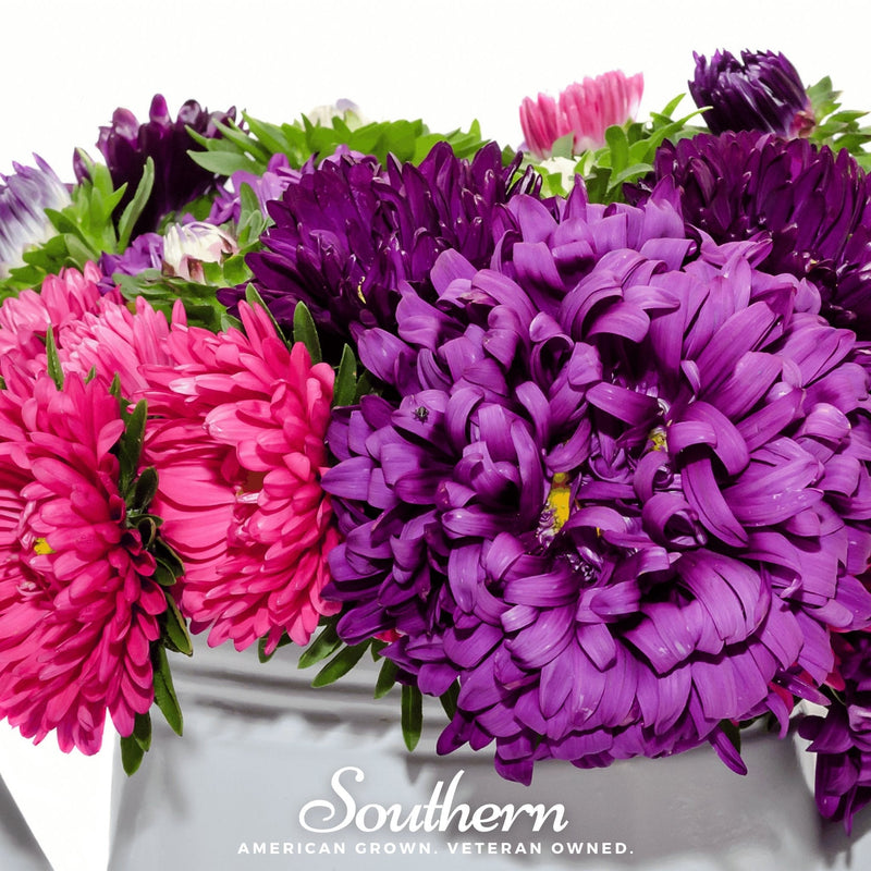 Load image into Gallery viewer, Crego Giant Aster Mix – 50 Seeds
