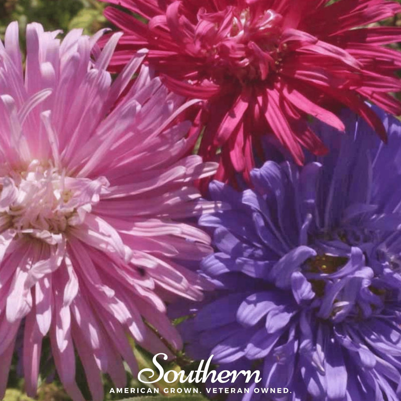 Load image into Gallery viewer, Crego Giant Aster Mix – 50 Seeds
