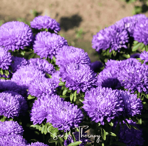 Lavender Gremlin Aster 50 Seeds