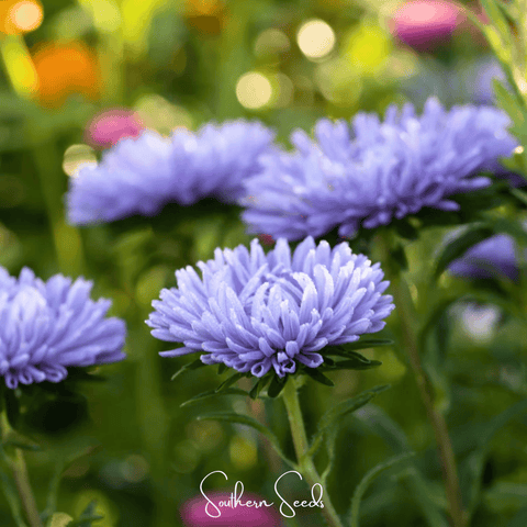 Lavender Gremlin Aster – 50 Seeds, additional product view 2