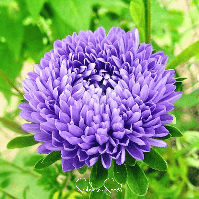 Load image into Gallery viewer, Lavender Gremlin Aster – 50 Seeds
