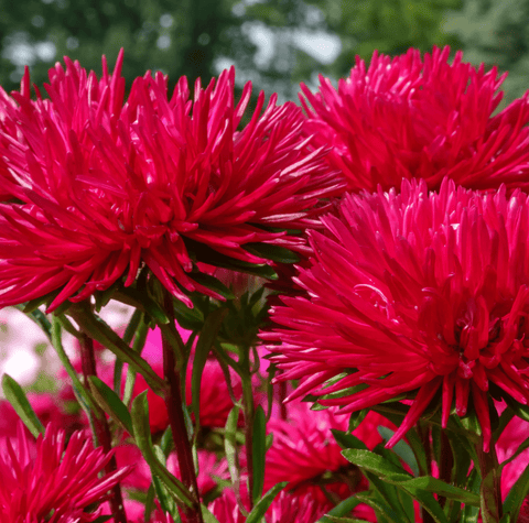 Red Gremlin Aster 50 Seeds