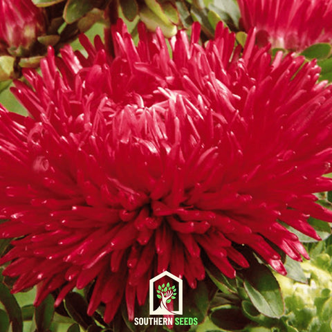 Red Gremlin Aster – 50 Seeds, additional product view 2
