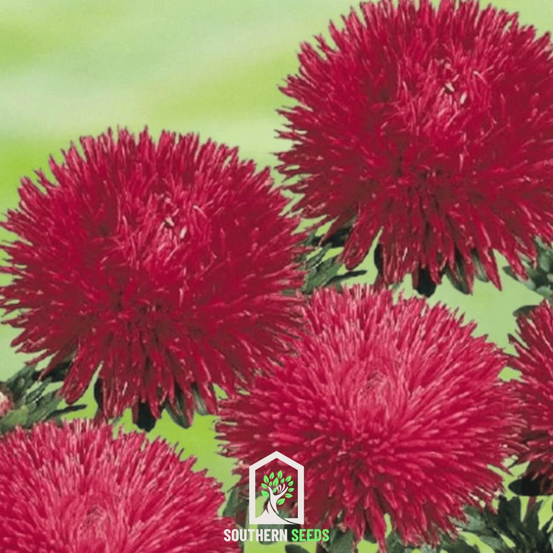 Load image into Gallery viewer, Red Gremlin Aster – 50 Seeds
