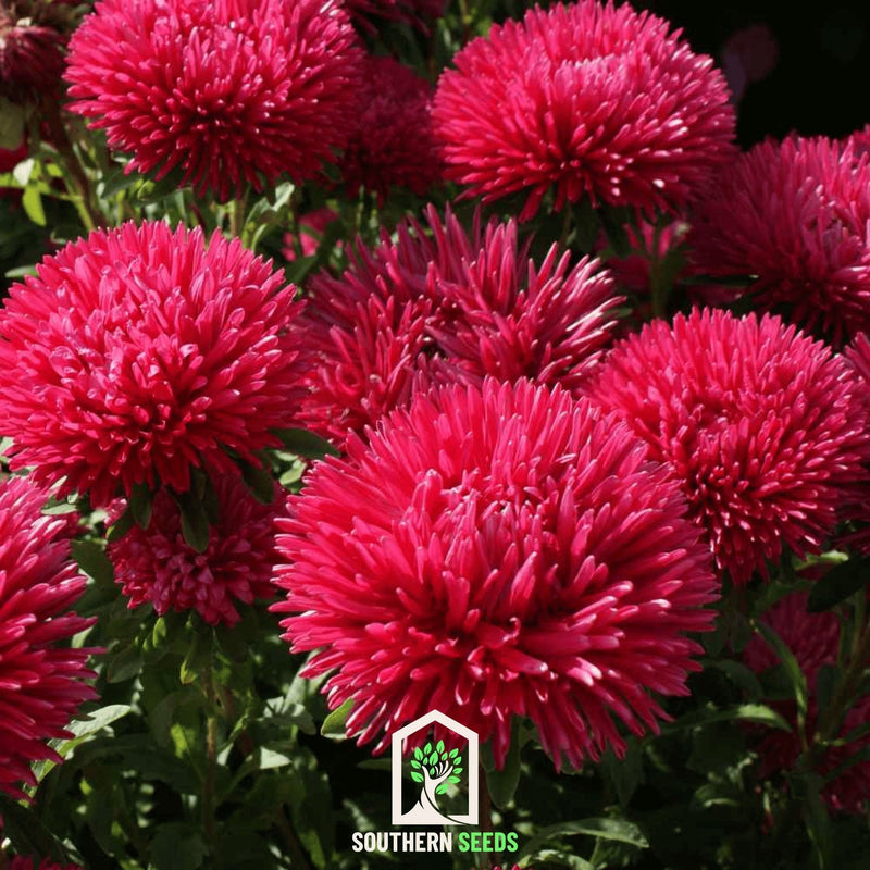 Load image into Gallery viewer, Red Gremlin Aster – 50 Seeds
