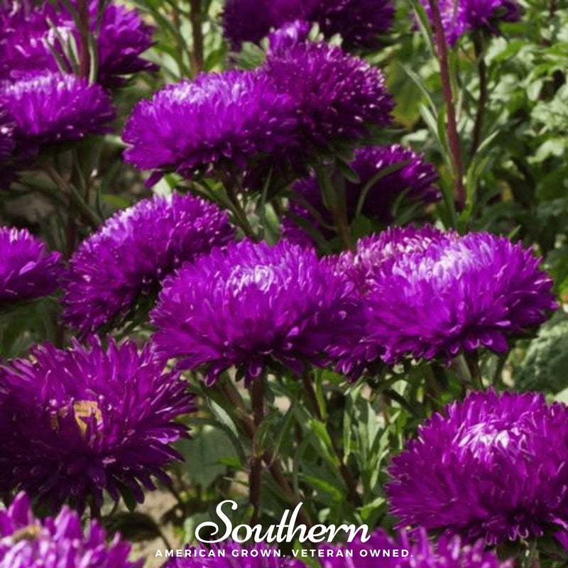 Load image into Gallery viewer, Violet Gremlin Aster – 50 Seeds
