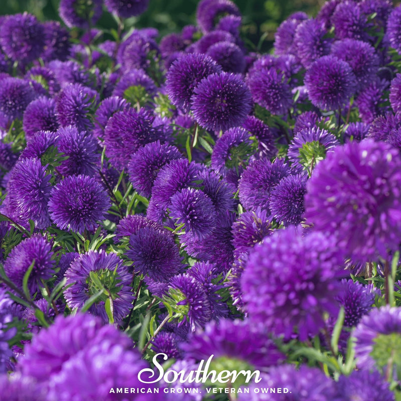 Load image into Gallery viewer, Violet Gremlin Aster – 50 Seeds
