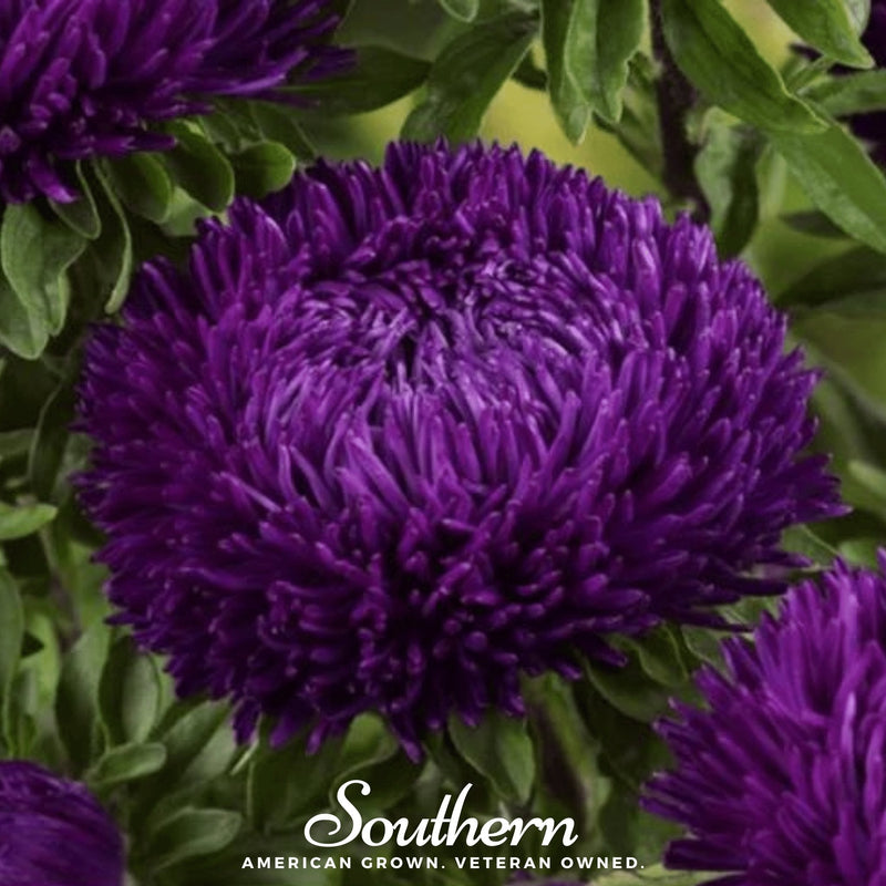 Load image into Gallery viewer, Violet Gremlin Aster – 50 Seeds
