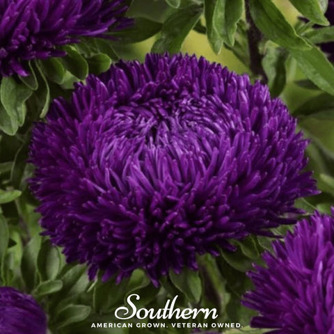 Violet Gremlin Aster – 50 Seeds, additional product view 2