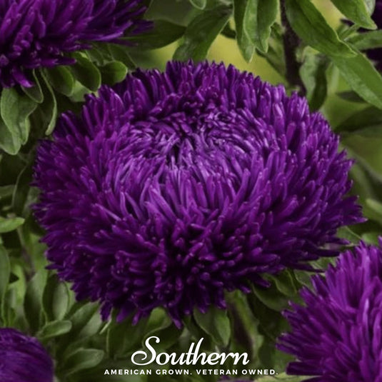 Violet Gremlin Aster – 50 Seeds