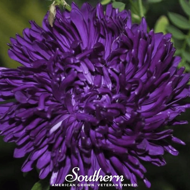 Load image into Gallery viewer, Violet Gremlin Aster – 50 Seeds
