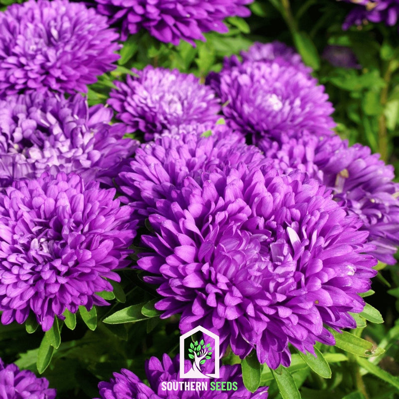 Load image into Gallery viewer, Milady Blue Aster – 50 Seeds
