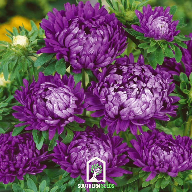 Load image into Gallery viewer, Milady Blue Aster – 50 Seeds
