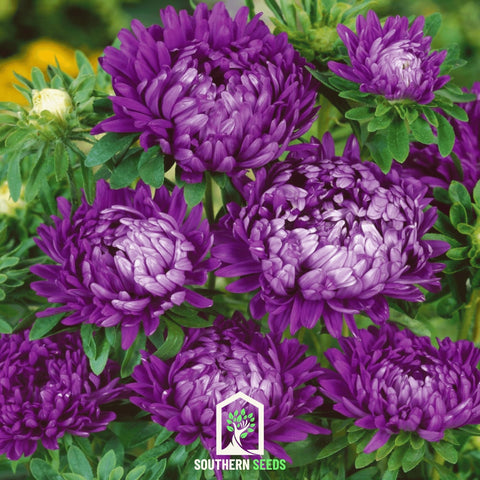 Milady Blue Aster – 50 Seeds, additional product view 2