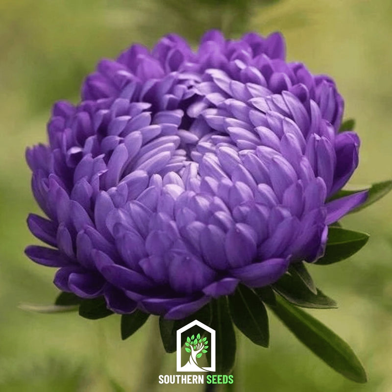 Load image into Gallery viewer, Milady Blue Aster – 50 Seeds
