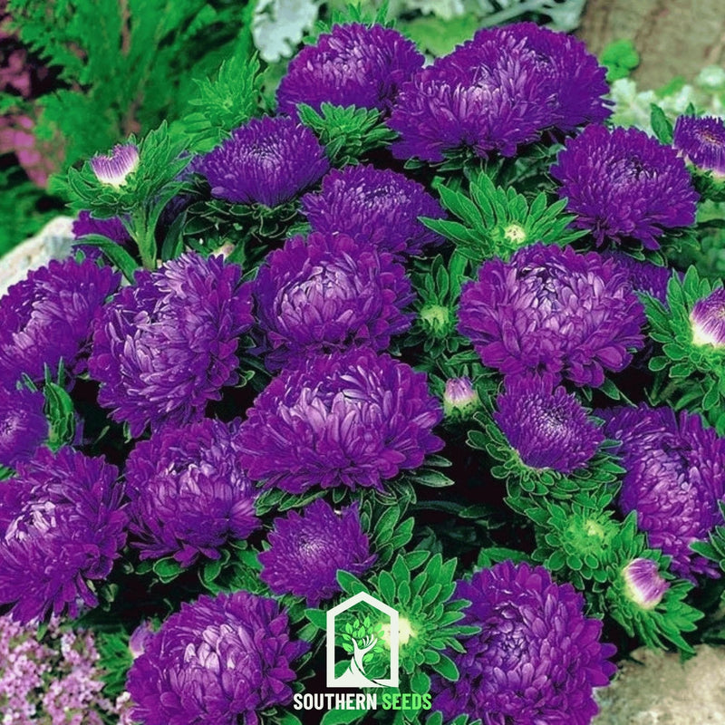 Load image into Gallery viewer, Milady Blue Aster – 50 Seeds
