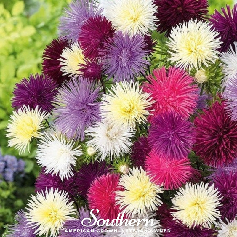 Load image into Gallery viewer, Needle Mix Aster – 50 Seeds
