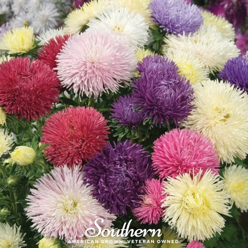Load image into Gallery viewer, Needle Mix Aster – 50 Seeds
