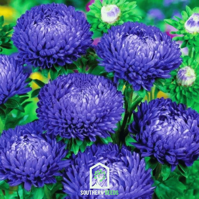 Load image into Gallery viewer, Dark Blue Paeony Duchess Aster – 50 Seeds
