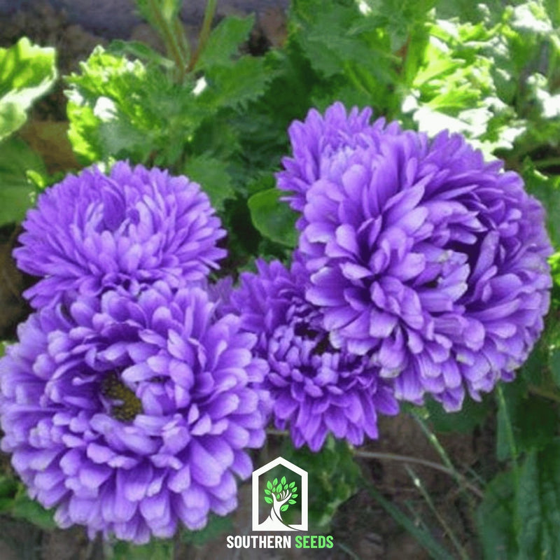 Load image into Gallery viewer, Dark Blue Paeony Duchess Aster – 50 Seeds

