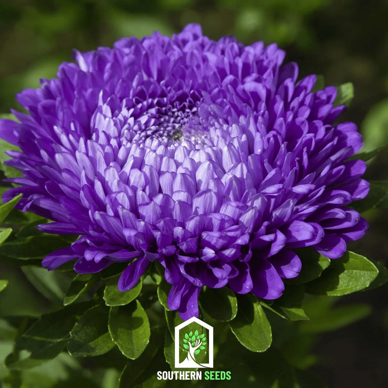 Load image into Gallery viewer, Dark Blue Paeony Duchess Aster – 50 Seeds
