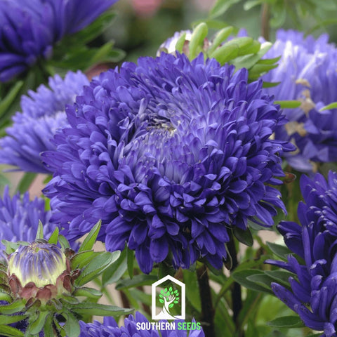 Dark Blue Paeony Duchess Aster – 50 Seeds, additional product view 2
