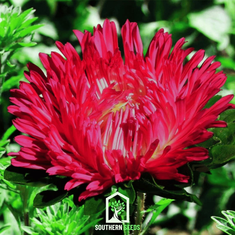 Load image into Gallery viewer, Scarlet Paeony Duchess Aster – 50 Seeds
