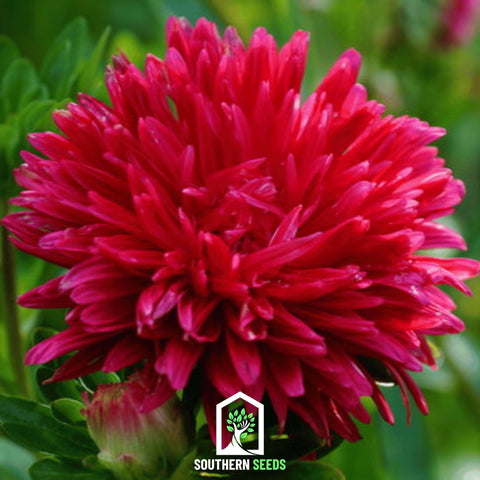 Scarlet Paeony Duchess Aster – 50 Seeds, additional product view 2