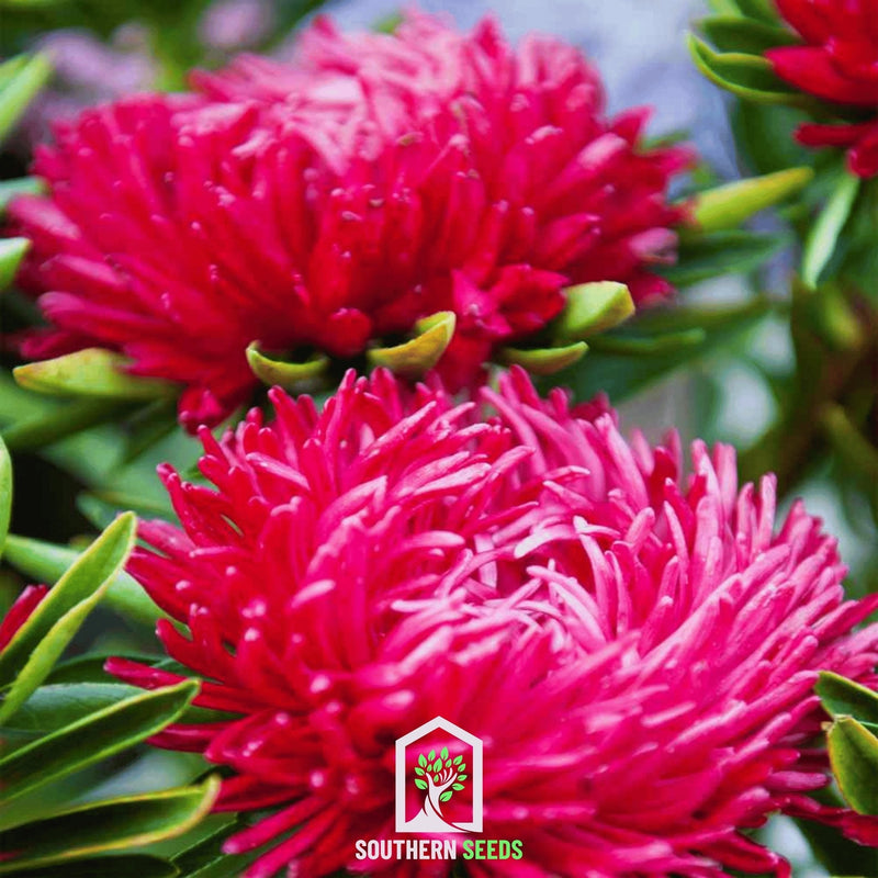 Load image into Gallery viewer, Scarlet Paeony Duchess Aster – 50 Seeds
