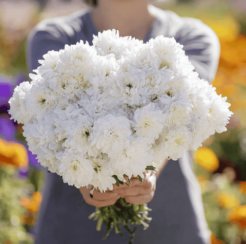 White Paeony Duchess Aster 50 Seeds