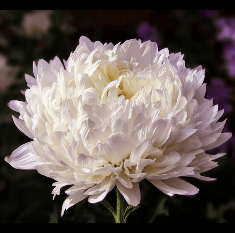 Load image into Gallery viewer, White Paeony Duchess Aster – 50 Seeds
