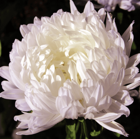 White Paeony Duchess Aster – 50 Seeds, additional product view 2