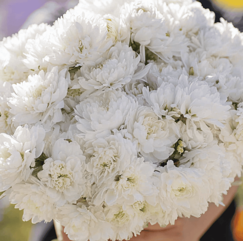 Load image into Gallery viewer, White Paeony Duchess Aster – 50 Seeds
