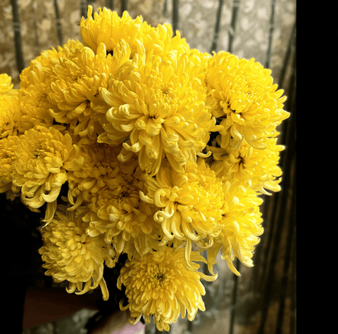 Yellow Paeony Duchess Aster 50 Seeds