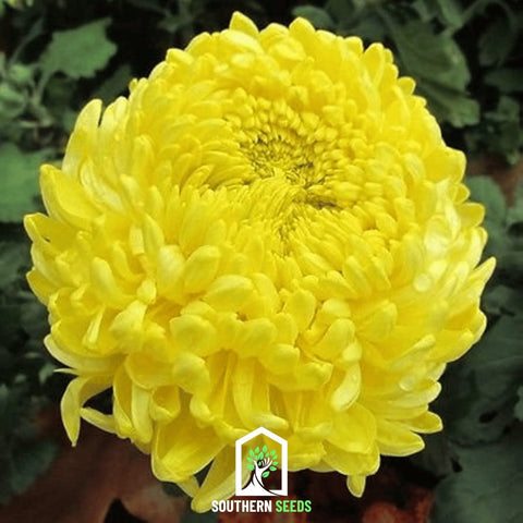 Yellow Paeony Duchess Aster – 50 Seeds, additional product view 2